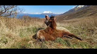 2022 Alaska Peninsula Brown Bear Hunt