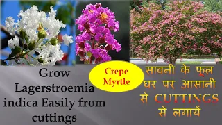 Lagerstroemia indica,Crepe Myrtle-Grow Lagerstroemia indica from cuttings,सावनी  लगाएं कटिंग से