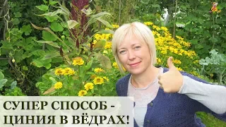 Очень просто - ЦИННИЯ в ведрах!!! / Огород в контейнерах