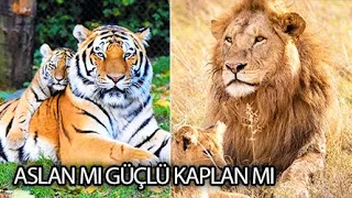 Aslan mı Güçlü Kaplan mı? CEVAP: KAPLAN!