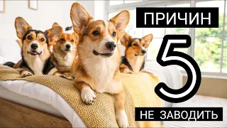 5 ПРИЧИН НЕ ЗАВОДИТЬ КОРГИ l Reasons Why NOT to Get a Corgi (Don’t Ignore These!)