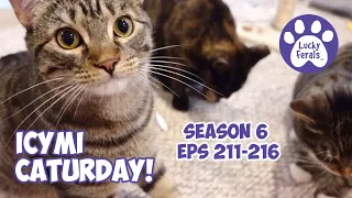 ICYMI Caturday! * Lucky Ferals S6 Episodes 211 - 216 * Cat Videos Compilation - Feral Kittens