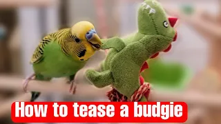 How to tease a budgie / Как дразнить волнистого попугайчика