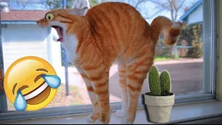 1 Hour Trending Funny Animals 😅 Funniest Cats and Dogs 😹🐶
