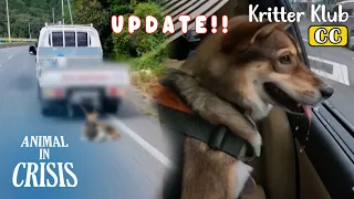 Update On Dogs Dragged At The Back Of A Truck.. l Animal in Crisis Ep 379