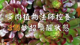 多肉植物法師控養|9月三招召喚術，喚醒多肉植物法師，醒了補一補上色快爆芽多|花花世界