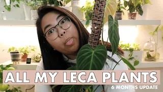 6 MONTHS OF LECA PLANT UPDATE! | Showing you every plants I have in passive hydro | LECA WEEK
