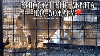 Тайган❤️Непослушные львята под дождём. Safari park Taigan Crimea