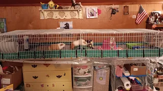 My Morning Routine With The Guineapigs!