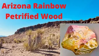 Digging Colorful Arizona Rainbow Petrified Wood