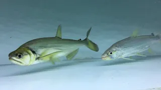 Payara & Goliath Tiger Fish