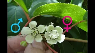 АКТИНИДИЯ- как определить где женское , а где мужское растение?