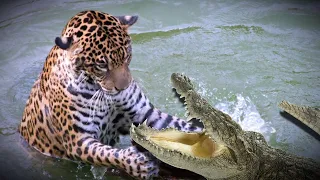 ЯГУАР ПРОТИВ КРОКОДИЛА!!! ЭПИЧНАЯ БИТВА / Jaguar VS Crocodile