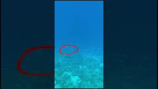 Snorkeling in the Maldives- Shark