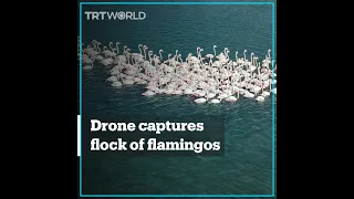 Flamingos take shelter during the winter in Turkey