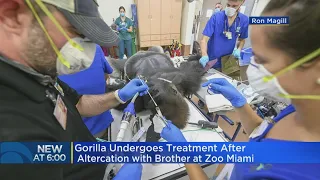 Gorilla Treated For Bite Wounds & Receives COVID-19 Tests