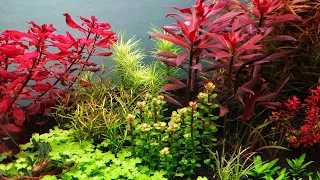 DUTCH STYLE AQUASCAPING TUTORIAL