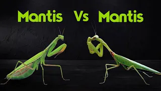 The Ultimate Showdown: Mantis vs Mantis!