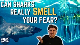 Can Sharks REALLY Smell Fear?