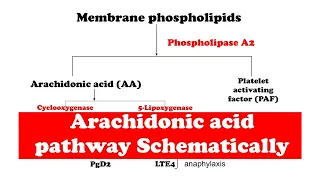 Arachidonic acid pathway