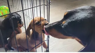 Mini Dachshund Puppies and Their Momma | 5 weeks old