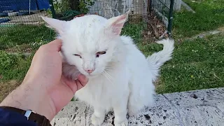 Friendly Old White Stray Cat #feedingstraycats