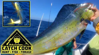 Yellow tail and Dorado [Dolphinfish] Fishing Cape Point CATCH COOK