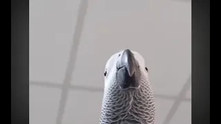 bird making samsung notification noise