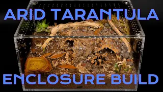 Arid Tarantula Species Enclosure Build Featuring the Aphonopelma bicoloratum | Large Cuboid