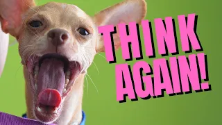 Top 5 Reasons Not to Get a Chihuahua - Dogs 101