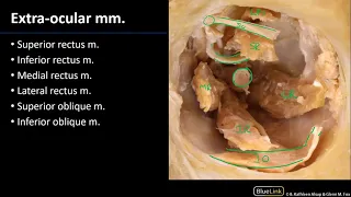 Musculature - M1 Orbit & Eye Dissection Supplement