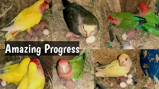 Lovebirds Breeding Progress