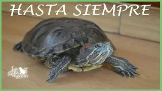 MI TORTUGA MANYARA HA MUERTO | HASTA SIEMPRE AMIGA | VÍDEO HOMENAJE