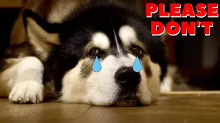 6 Things You Must NEVER Do To Your SIBERIAN HUSKY(EVER)