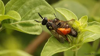 Watch this Beewolf or Bee-killing Wasp (Philanthus triangulum) catch a honeybee (Apis sp.)