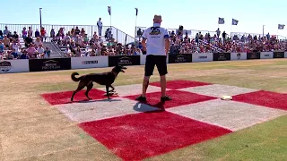 Dog Sports: Flying Disc Competition for Active Dogs