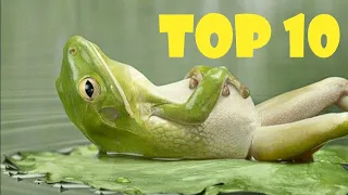 TOP 10 Funny animals. Funny video about animals. #4