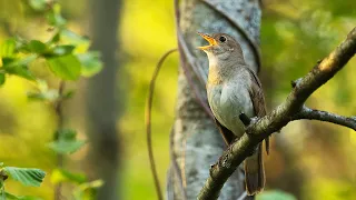 Nightingale singing