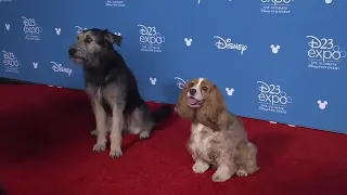 Wow😱 Los protagonistas de la película "La Dama y el Vagabundo" en la alfombra de la D23🐶🐶