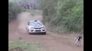 Crazy Evo jumps over lucky dog