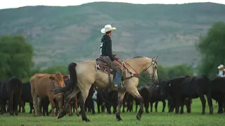 SHINE - 2017 AQHA Gelding by RMO Horses