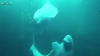 Underwater... Dolphins mating