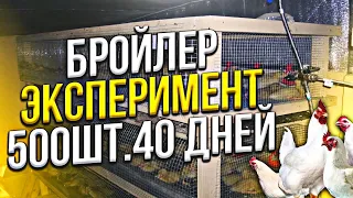 Заработок на бройлере ( ЭКСПЕРИМЕНТ на 500шт), выращивание бройлера, бройлер кобб 500 в курятнике