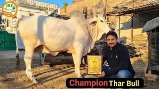 👍For Sale.👍Arjun(KGSG) का बेटा. 👍#Champion #Tharparkar Bull.👍Rishab, Hisar (98129 00018)