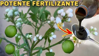 Tus limoneros Explotarán de frutos con este potente fertilizante casero