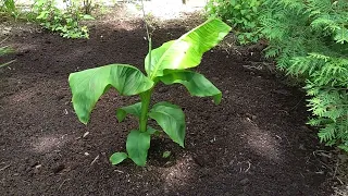 Growing Cold Hardy Palms and Banana in Southern Ontario  (Needle Palm, Sabal minor, Musa basjoo)