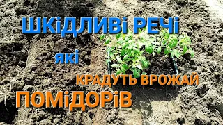 Посадка помідорів у відкритий грунт