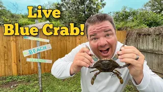 Live BLUE CRAB catch, clean and cook! *NOT JUST BAIT*