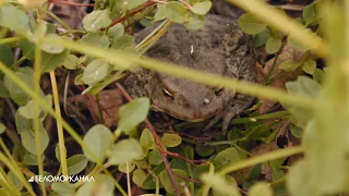 Не ловите морскую рыбу! 📹 TV29.RU (Северодвинск)