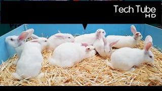 Amazing Rabbit Farming and Harvest Technology | Rabbit meat processing | Wild Rabbit Feeding Babies